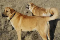 FAWN FEMALE WITH WHITE SNIP, a female Anatolian Shepherd Dog and Great Pyrenees for sale in Sparks, NV – 6 of 7