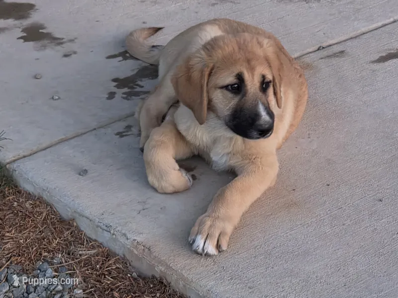 FAWN FEMALE WITH WHITE SNIP, a female Anatolian Shepherd Dog and Great Pyrenees for sale in Sparks, NV – 1 of 7