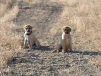 FAWN FEMALE WITH WHITE SNIP, a female Anatolian Shepherd Dog and Great Pyrenees for sale in Sparks, NV – 2 of 7
