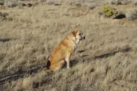 FAWN FEMALE WITH WHITE SNIP, a female Anatolian Shepherd Dog and Great Pyrenees for sale in Sparks, NV – 7 of 7