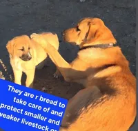 FAWN FEMALE WITH WHITE SNIP, a female Anatolian Shepherd Dog and Great Pyrenees for sale in Sparks, NV – 4 of 7