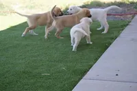 FAWN FEMALE WITH WHITE SNIP, a female Anatolian Shepherd Dog and Great Pyrenees for sale in Sparks, NV – 3 of 7