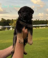 Teal Collar - AKC, a female German Shepherd Dog for sale in Labelle, FL – 2 of 2