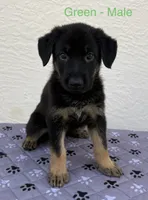 Green Collar - AKC, a male German Shepherd Dog for sale in Labelle, FL – 2 of 4