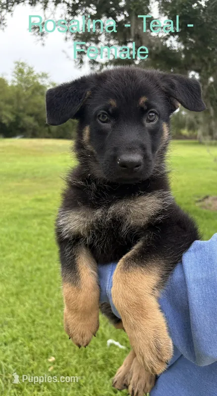 Rosalina - AKC – German Shepherd Dog puppy for sale in Labelle, FL