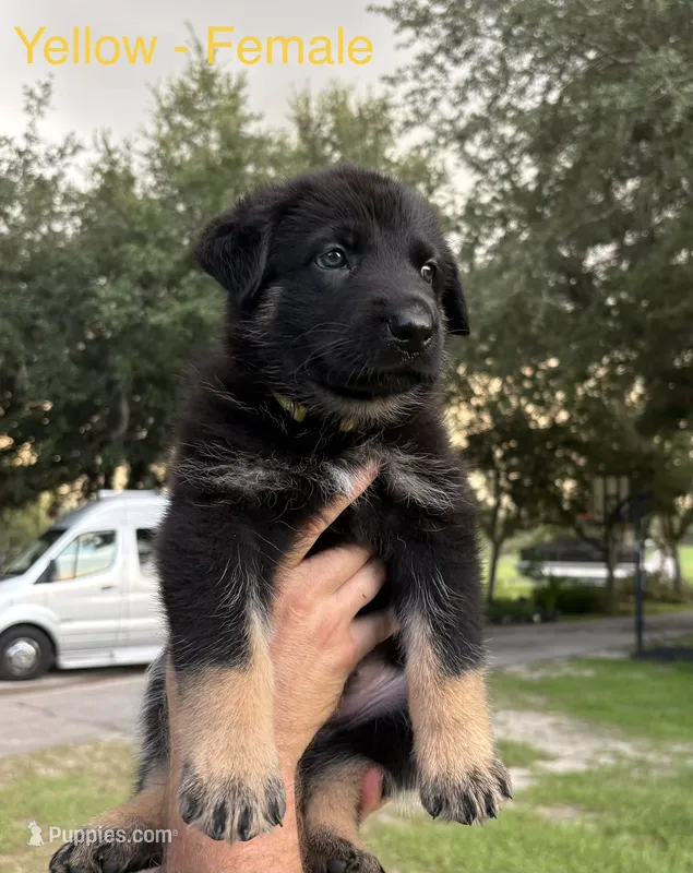 Yellow Collar - AKC – German Shepherd Dog puppy for sale in Labelle, FL