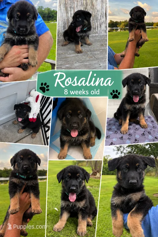 Rosalina - AKC – German Shepherd Dog puppy for sale in Labelle, FL