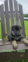 Green Collar - AKC, a male German Shepherd Dog for sale in Labelle, FL – 4 of 4