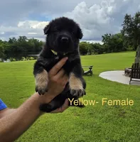 Yellow Collar - AKC, a female German Shepherd Dog for sale in Labelle, FL – 3 of 3