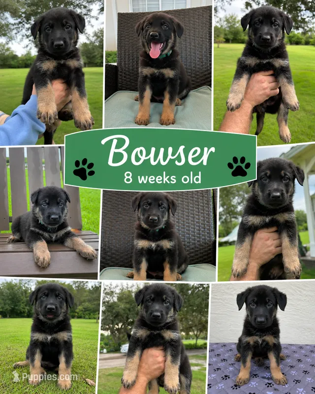Bowser - AKC – German Shepherd Dog puppy for sale in Labelle, FL