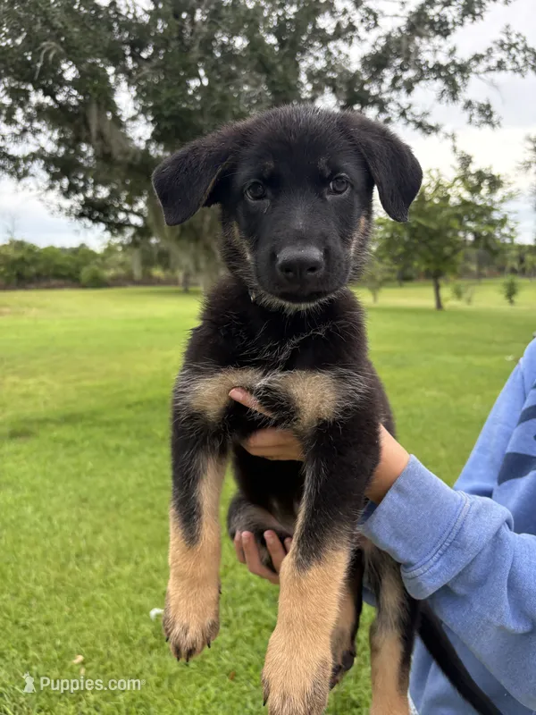 Bowser - AKC – German Shepherd Dog puppy for sale in Labelle, FL