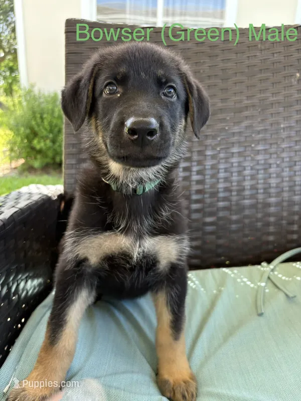 Bowser - AKC – German Shepherd Dog puppy for sale in Labelle, FL