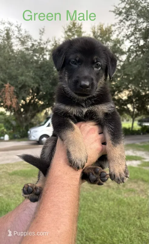 Green Collar - AKC – German Shepherd Dog puppy for sale in Labelle, FL