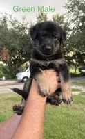 Green Collar - AKC, a male German Shepherd Dog for sale in Labelle, FL – 1 of 4