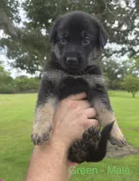 Green Collar - AKC, a male German Shepherd Dog for sale in Labelle, FL – 3 of 4