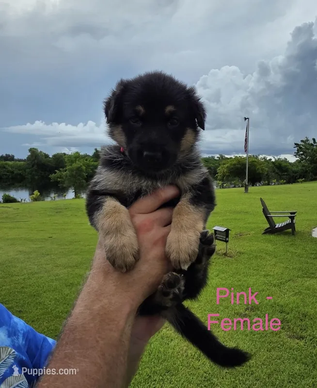Pink Collar – German Shepherd Dog puppy for sale in Labelle, FL