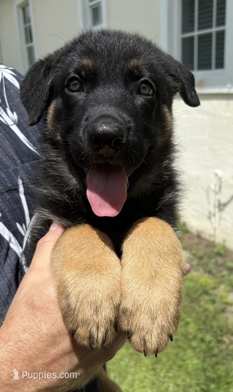 Rosalina - AKC – German Shepherd Dog puppy for sale in Labelle, FL