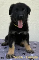Yellow Collar - AKC, a female German Shepherd Dog for sale in Labelle, FL – 2 of 3