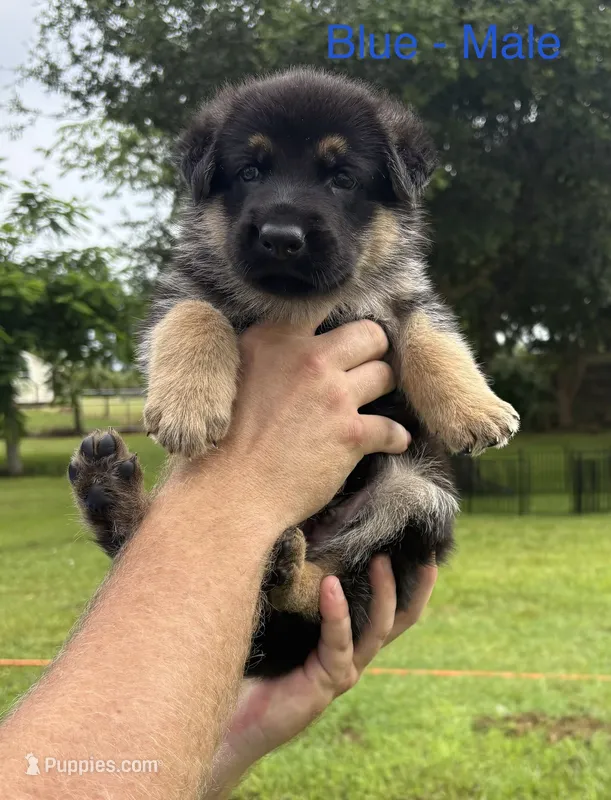 Blue Collar – German Shepherd Dog puppy for sale in Labelle, FL