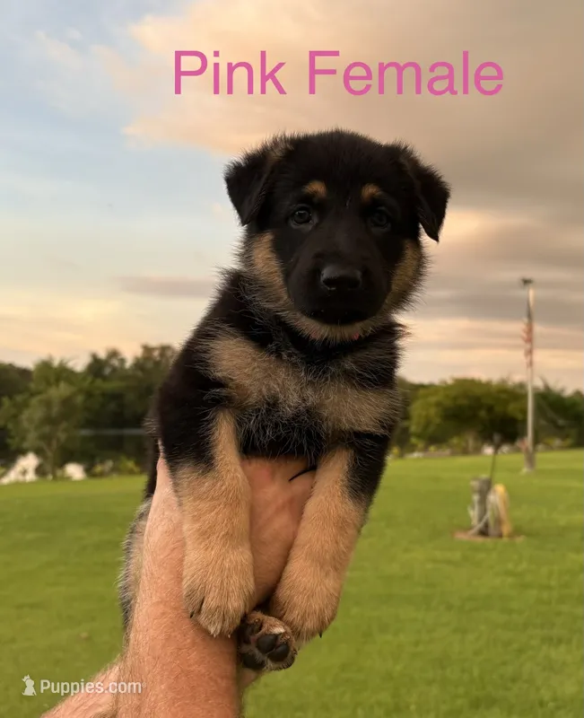 Pink Collar - AKC – German Shepherd Dog puppy for sale in Labelle, FL