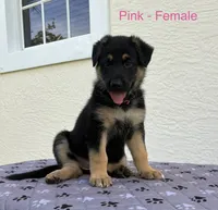 Pink Collar - AKC, a female German Shepherd Dog for sale in Labelle, FL – 3 of 3