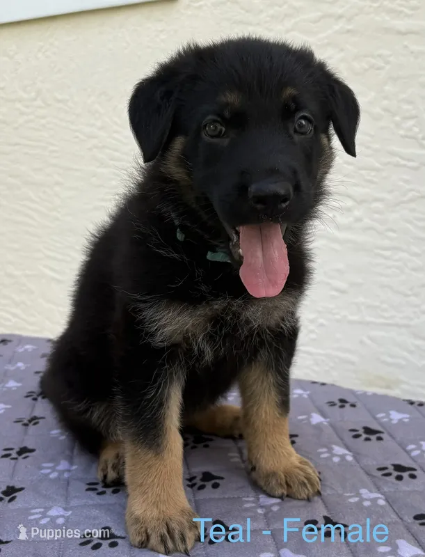 Teal Collar - AKC – German Shepherd Dog puppy for sale in Labelle, FL