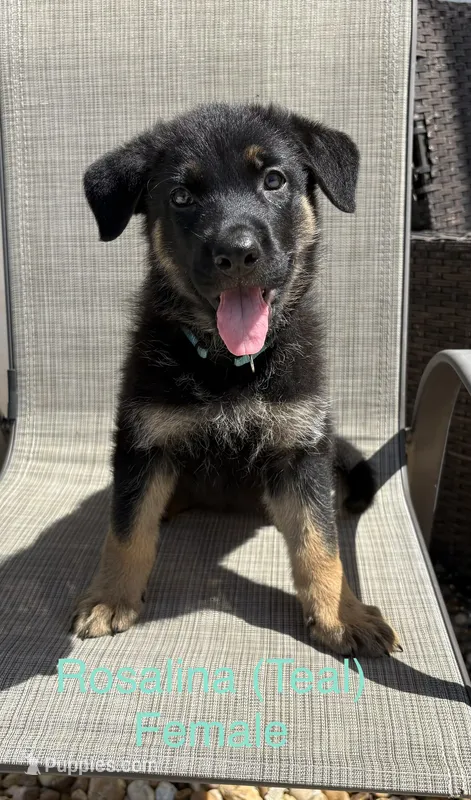Rosalina - AKC – German Shepherd Dog puppy for sale in Labelle, FL