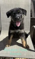 Rosalina - AKC, a female German Shepherd Dog for sale in Labelle, FL – 1 of 3