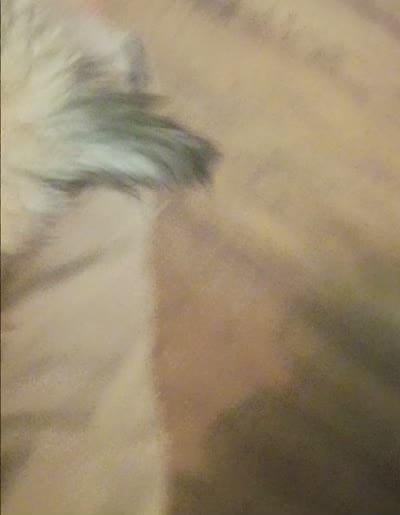 Bailey, a female Mal Shi for sale in Dahlonega, GA – 2 of 2