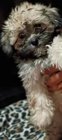 Scarlett, a female Mal Shi for sale in Dahlonega, GA – 1 of 3