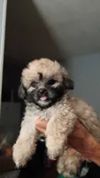 Scarlett, a female Mal Shi for sale in Dahlonega, GA – 2 of 4