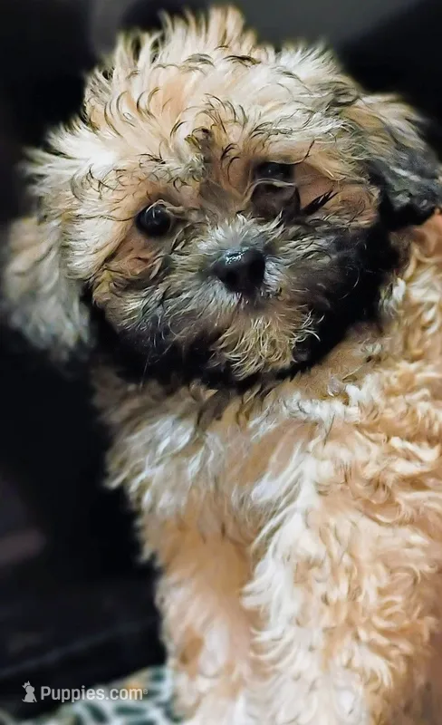 Bella – Mal Shi puppy for sale in Dahlonega, GA