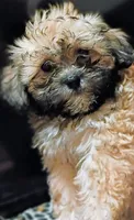 Bella, a female Mal Shi for sale in Dahlonega, GA – 1 of 3
