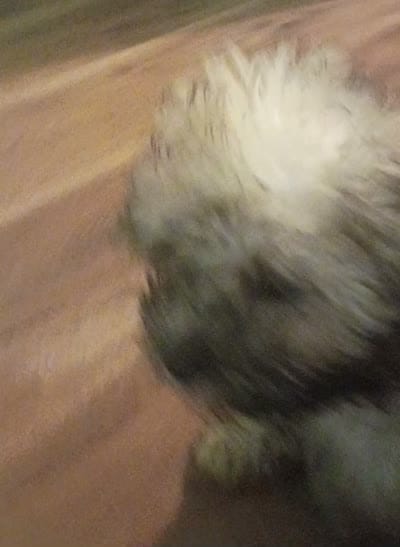 Bella, a female Mal Shi for sale in Dahlonega, GA – 2 of 3