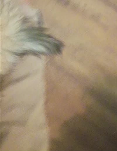 Scarlett, a female Mal Shi for sale in Dahlonega, GA – 2 of 3