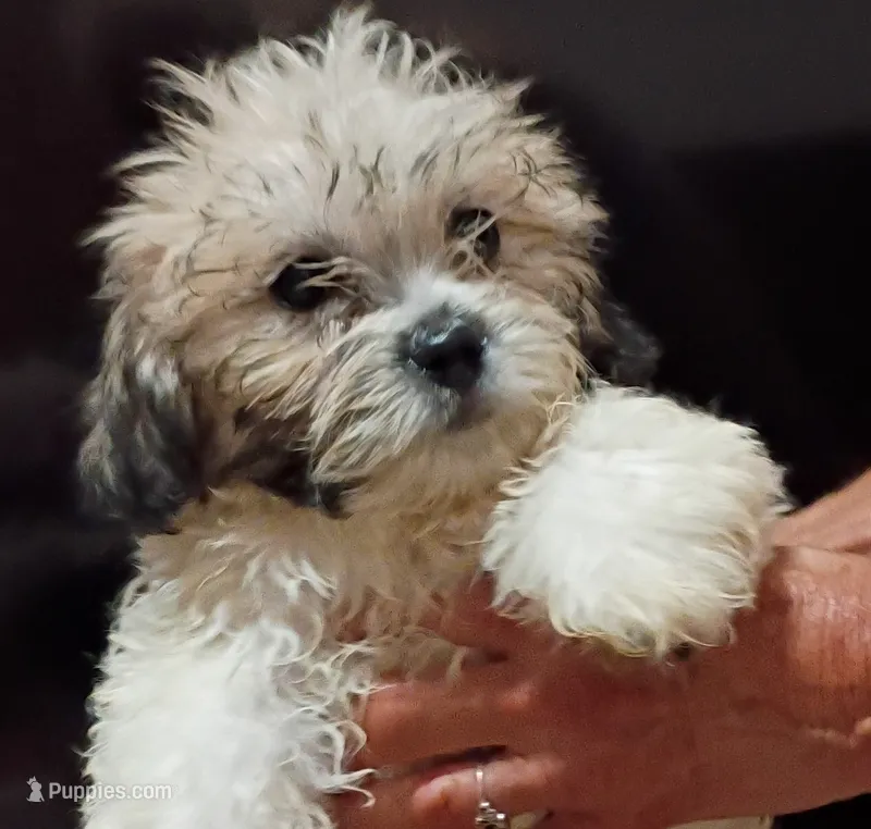 Bella – Mal Shi puppy for sale in Dahlonega, GA