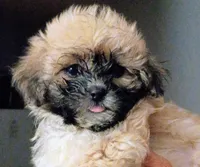 Chloe, a female Mal Shi for sale in Dahlonega, GA – 3 of 4