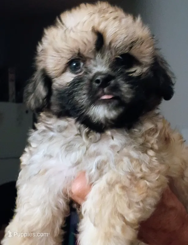 Scarlett – Mal Shi puppy for sale in Dahlonega, GA