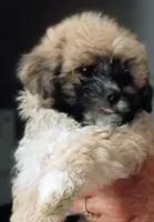 Chloe, a female Mal Shi for sale in Dahlonega, GA – 2 of 4