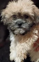Boomer, a male Mal Shi for sale in Dahlonega, GA – 1 of 2