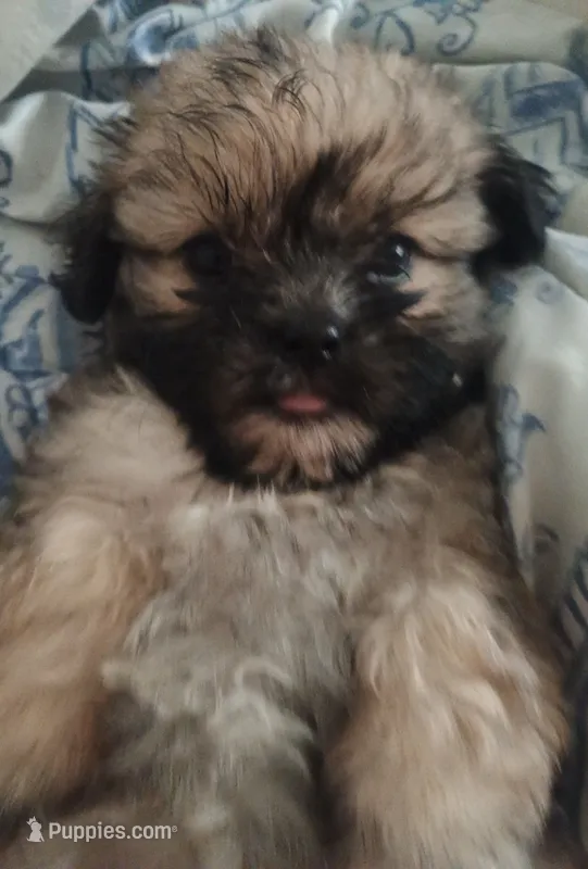Bailey – Mal Shi puppy for sale in Dahlonega, GA