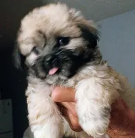 Boomer, a male Mal Shi for sale in Dahlonega, GA – 1 of 2
