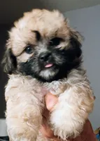 Scarlett, a female Mal Shi for sale in Dahlonega, GA – 3 of 4