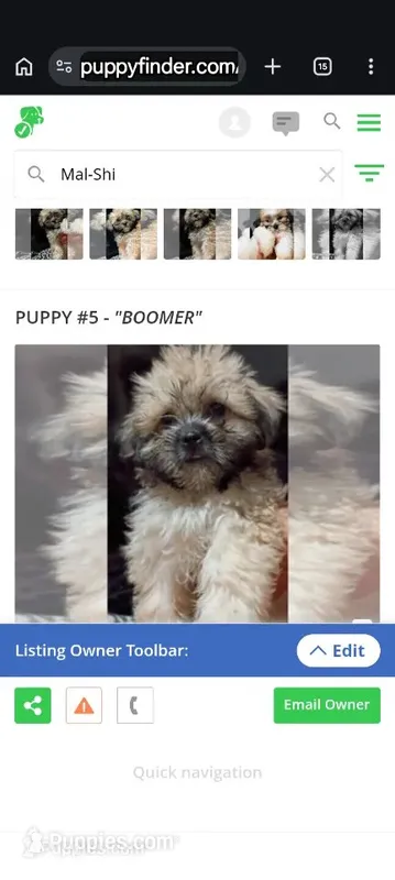Boomer – Mal Shi puppy for sale in Dahlonega, GA