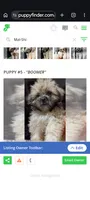 Boomer, a male Mal Shi for sale in Dahlonega, GA – 2 of 2