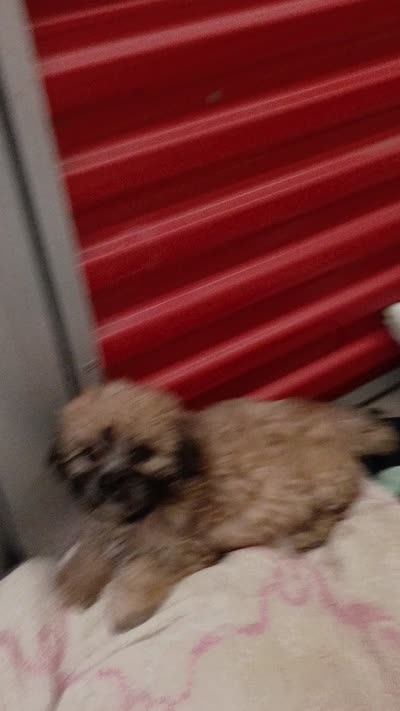 Bailey, a female Mal Shi for sale in Dahlonega, GA – 3 of 3