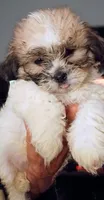 Bella, a female Mal Shi for sale in Dahlonega, GA – 2 of 4