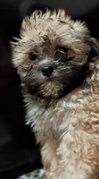 Bailey, a female Mal Shi for sale in Dahlonega, GA – 1 of 2