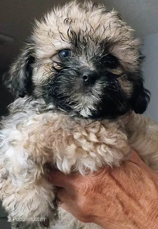 Bailey – Mal Shi puppy for sale in Dahlonega, GA