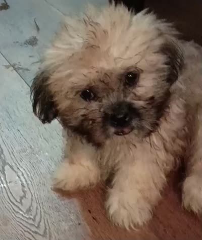 Scarlett, a female Mal Shi for sale in Dahlonega, GA – 3 of 3